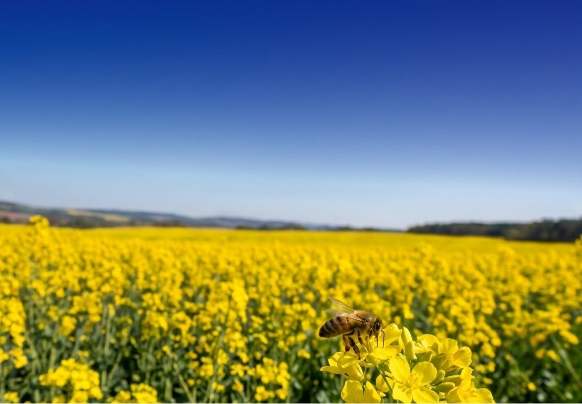 Campo de flores amarelas vibrantes - Zing Marketing